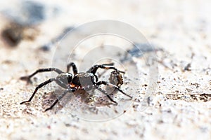 Closeup of small jumping spider