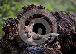 Closeup of a small kit fox (Vulpes macrotis) in a hollow trunk of a broken tree