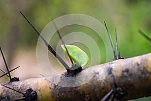 Closeup of a small leaf growing on a branch in the Ethnobotanical Garden of Oaxaca, Mexico. photo