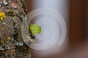 Closeup of a small leaf growing on a tree under the sunlight with a blurry background