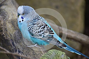 Closeup of a small light blue budgie sitting on a tree branch in a park in Kassel, Germany