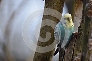 Closeup of a small light blue budgie sitting on a tree branch in a park in Kassel, Germany