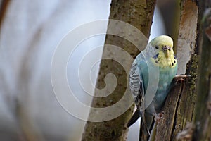 Closeup of a small light blue budgie sitting on a tree branch in a park in Kassel, Germany