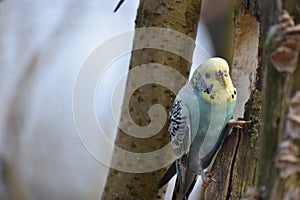 Closeup of a small light blue budgie sitting on a tree branch in a park in Kassel, Germany