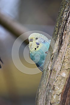 Closeup of a small light blue budgie sitting on a tree branch in a park in Kassel, Germany