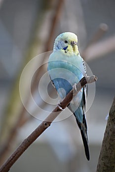 Closeup of a small light blue budgie sitting on a tree branch in a park in Kassel, Germany