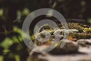 Closeup of a small lizard climbing a stone wall in the region of Navarra