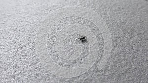 Closeup of small male tick (mite) Ixodidae crawls around.