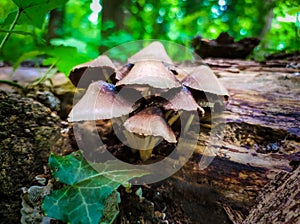 closeup on small mushrooms