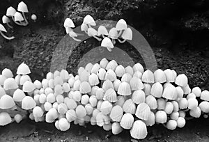 Closeup small mushrooms black and white photo