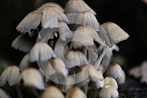 Closeup of small mushrooms toadstools growing in the forest
