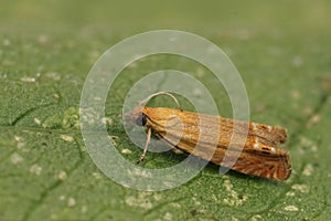 Closeup on the small orange red piercer moth, Lathronympha strigana , sitting on a green leaf