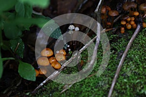 Closeup of small, orange wild mushrooms spread out on the ground of the forest