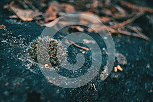 Closeup of a small piece of moss