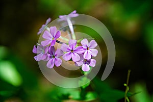 Closeup of small purple phlox glaberrima flowers photo