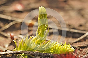 Closeup on the small and rare inundated, northern bog or marsh clubmoss, Lycopodiella inundata