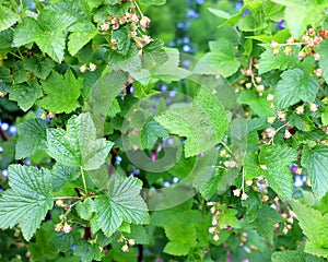 Tiny raspberry flowers and fresh leaves.
