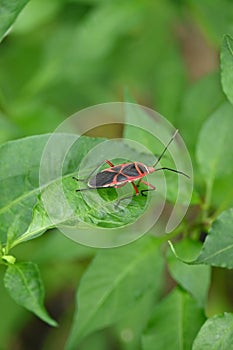 closeup the small red black color austin bug insect hold on chilly plant leaf soft focus natural green brown background