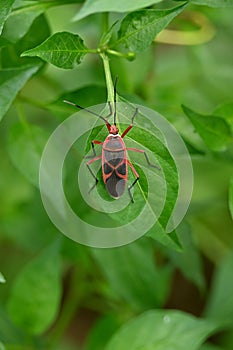 closeup the small red black color austin bug insect hold on chilly plant leaf soft focus natural green brown background