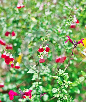 Closeup of small red flowers of cherry sage