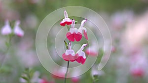 Closeup of small red flowers of cherry sage