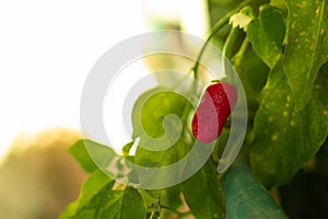 Closeup of a small red very hot chilli pepper being grown at home, tiny vegetable surrounded by green fresh leaves