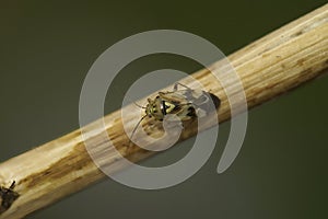 Closeup on a small sap-sucking tarnished plant mirid bug, Lygus praetensis on a twig