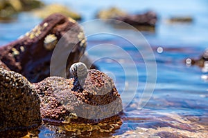 Closeup of small seashell on a rock.