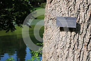 Closeup of a small sign with the tree's name on the trunk. Phellodendron amurense, Amur cork tree.