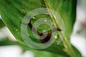Closeup of a small snail on a green leaf