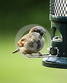 Closeup of Small Sparrow Perched on a  Bird Feeder