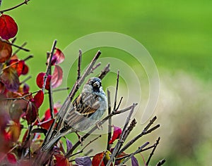 Closeup of Small Sparrow Snuggled within a Bush