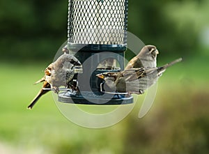 Closeup of Small Sparrows on a Bird Feeder