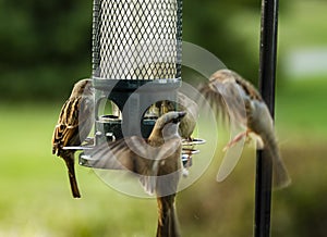 Closeup of Small Sparrows Fighting for Their Position on a Bird Feeder