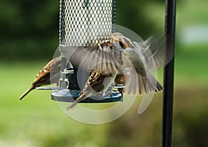 Closeup of Small Sparrows Fighting for Their Position on a Bird Feeder