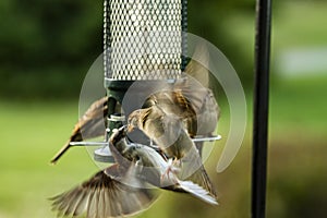 Closeup of Small Sparrows Fighting for Their Position on a Bird Feeder