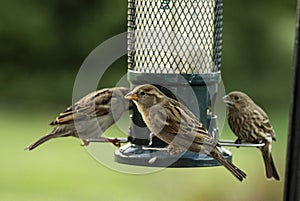 Closeup of Small Sparrows Gathered at Bird Feeder