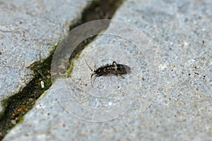 Closeup on a small springtail , Orchesella cincta sitting on a stone
