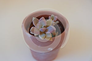Closeup of a small succulent growing in a pot
