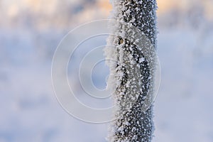 Closeup of small tree trunk covered with hoarfrost in winter