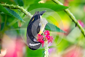 Closeup of a small tropical bird feeding on nectar from pink flowers