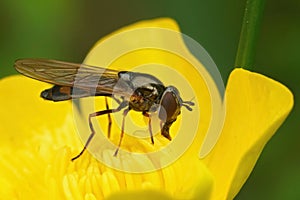 Closeup on a small Variable duskyface hoverfly, Melanostoma mellinum, sitting in a yellow buttercup flower photo