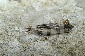 Closeup on he small wainscot hooktip or smudge micro moth, Ypsolopha scabrella sitting on stone