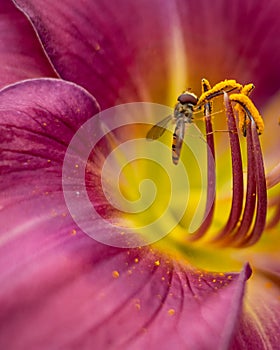 A closeup of a small wasp collecting pollen from stamens of a pink daylilly flower.