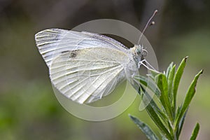 Closeup of a Small White Butterfly Pieris rapae