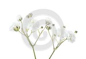 Closeup of small white Gypsophila Baby`s-breath flowers isolated on white background photo