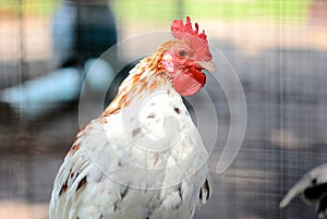 Closeup of a small white rooster