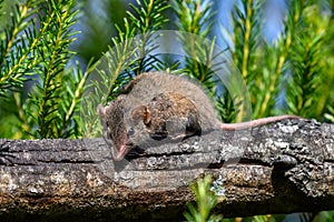 Small wild mouse on a tree branch