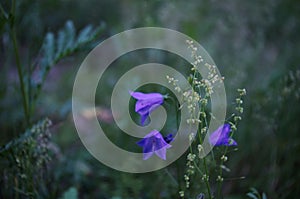 closeup of small wildplants with harebells