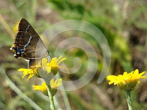 Closeup of small yellow daisies with a colorful butterfly